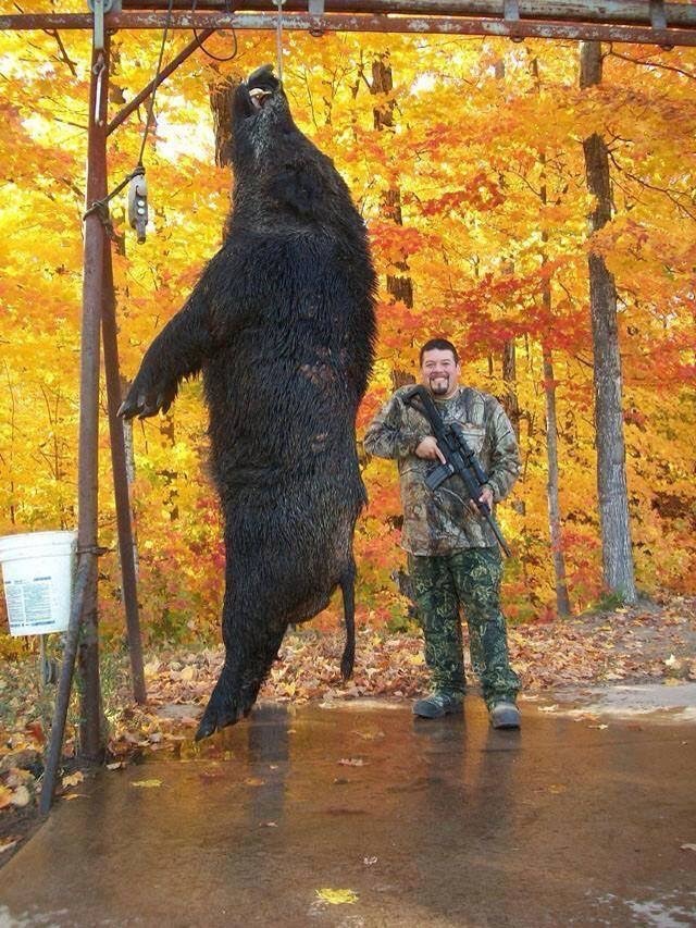 Holy shit! That&rsquo;s a monster pig!
