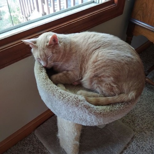 Afternoon furbabies siesta! Blue, Daisy, and Odie in their favorite nap spots (at Beecher, Illinois)