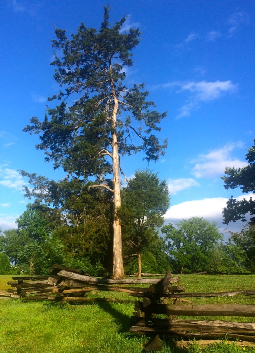 Zig Zag Log Fence and Pine Tree, Blenheim, Fairfax City, ole Virginny, 2015.The scene looks like som