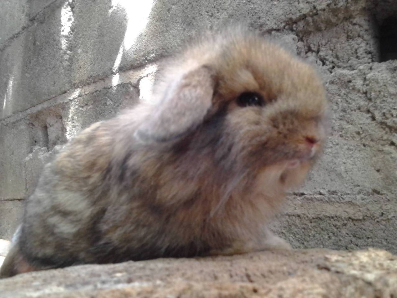 torpengromantikoo:  My 3 weeks old Lion Lop bunnies. Ang cute na nila. Haaays. :’(
