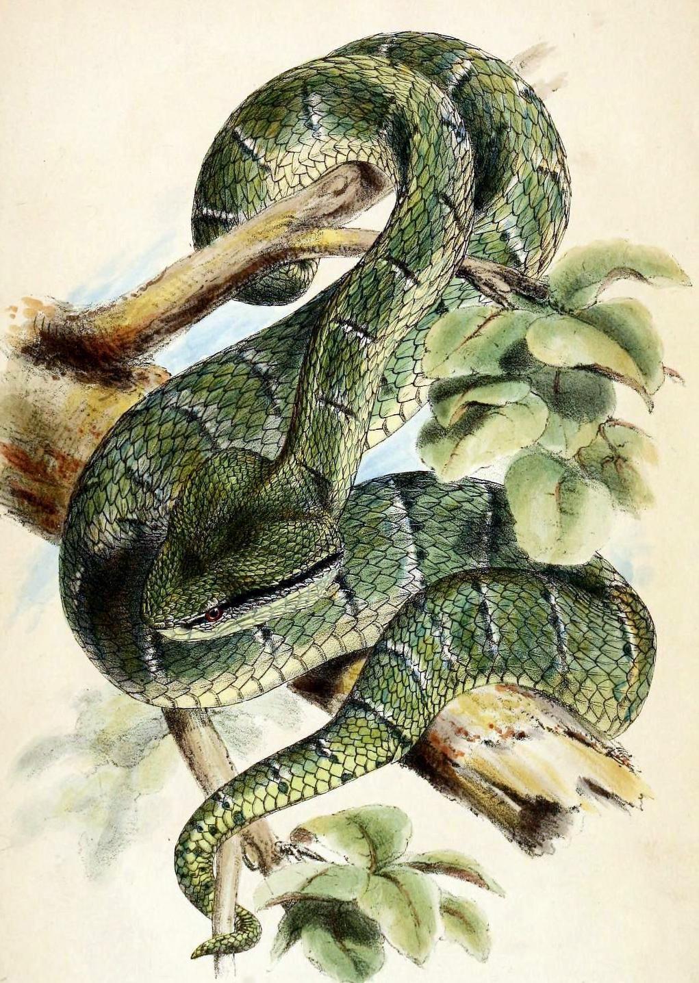 The Temple Viper - Trimesurus subannulatus (now... - Biomedical ...