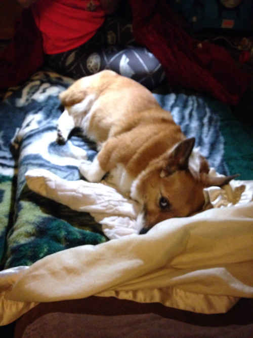 My sister-in-law’s sister’s corgi taking over her be d