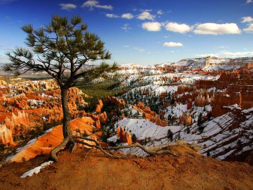 exploreelsewhere:  Alone on the Rim, Bryce Canyon National Park, Utah [1600×1200] Photographed by Anne McKinnell ✈ 