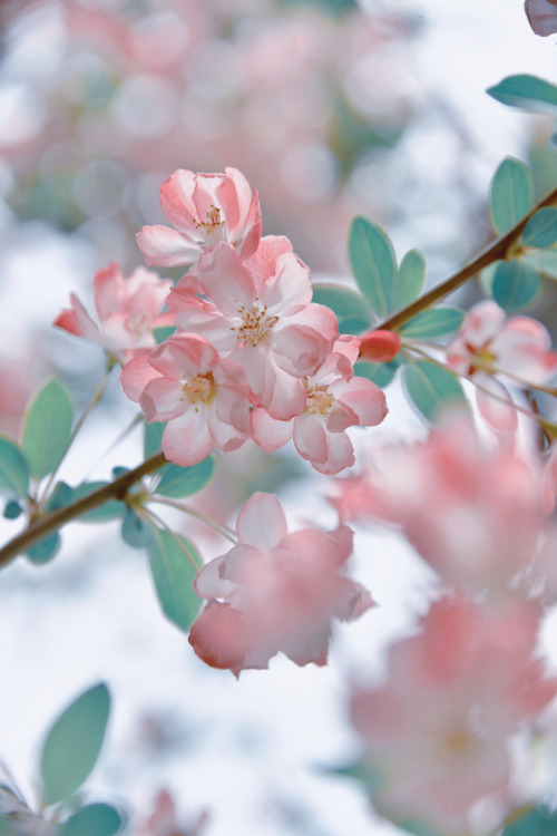 fuckyeahchinesegarden: chinese crab apple flowers (haitang海棠) by 砚冰-Yanbing