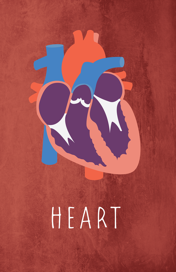 moshita:  Anatomy Vector Posters  &ldquo;For Anatomy class I wanted to create