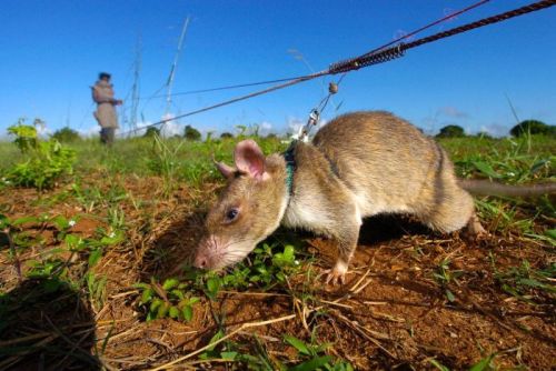 amroyounes:African HeroRats detect landmines.Using positive reinforcement behavior that is respectfu