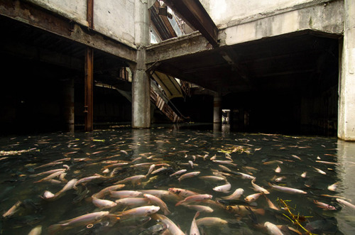 Natural aquarium in an abandoned mall in Bangkok, Thailand.