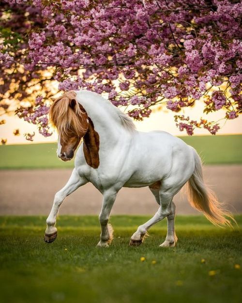 blogcubanpete:  bluequestrian:  scarlettjane22:  kronholmfotoLina Kronholm | Malmöhttp://kronholmfoto.se/   Bluequestrian 🏇🌝🎠🐎❤   Beautiful horse.