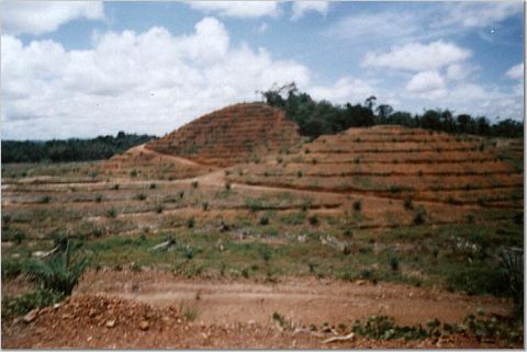 photo: The Borneo Project (this is how rainforest ends up when oil palm plantations take over.)Septe