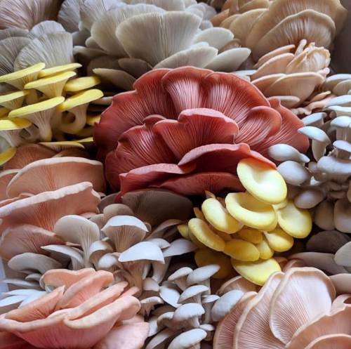 doomhope:[id: Photo shows a pile of many various oyster mushrooms in white, yellow, and pale pink. E