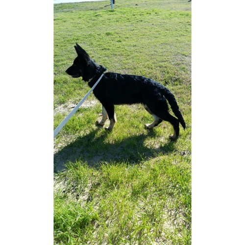 My beauty Ellie #germanshepherd #gorgeous #doglover #bestfriend I’d love to see pictures of yo