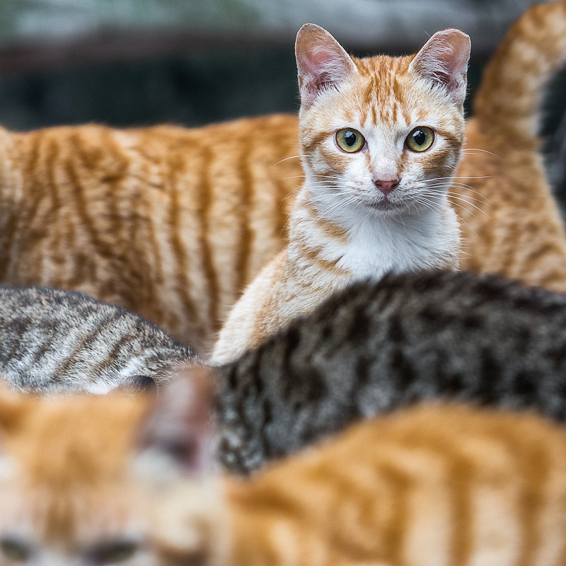 mostlycatsmostly:  Stripes (via Tiberius) 