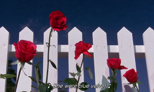 blue velvet