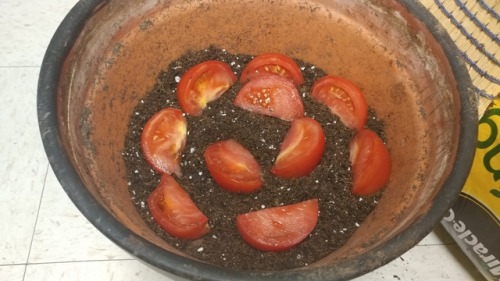 TFW your basset hound can smell your previous 2 tomatoes and ate them and now you’re on your 3rd sliced tomato for your garden. What kind of dog eats tomatoes lmao