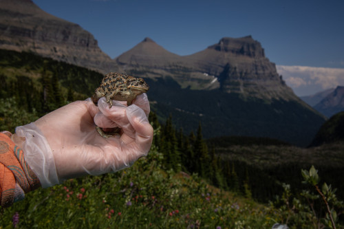 frogginaround: bbfroglove: toadschooled: A researcher working in Glacier National Park, Montana, car