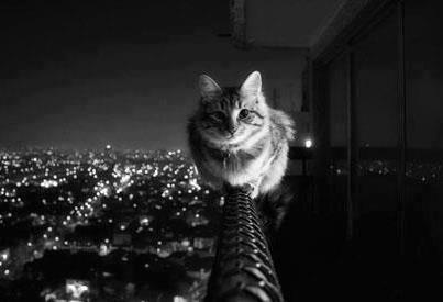 kitschgirl65:  Facebook on We Heart It. http://weheartit.com/entry/54181621/via/amandasschneider