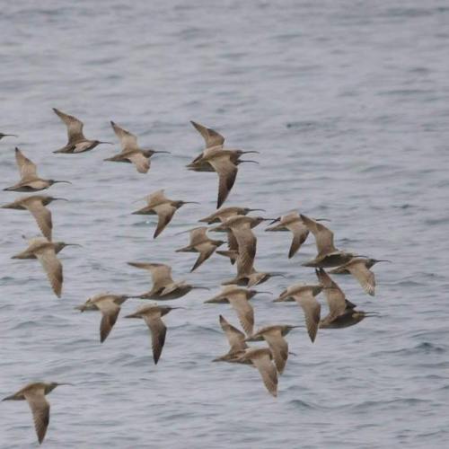 boy-warbler:Whimbrels. #whimbrels #whimbrel #torontobirds #birding #birds #shorebirds #birdsinflight