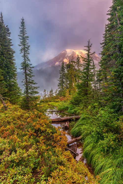 augustfleurs:Morning Glory (by Philip Kuntz)