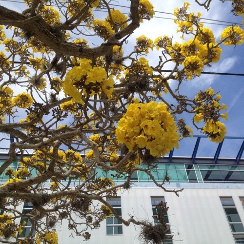 It&rsquo;s #tabebuia time again! #yellow #flowers everywhere #spring in #Sarasota #nofilter