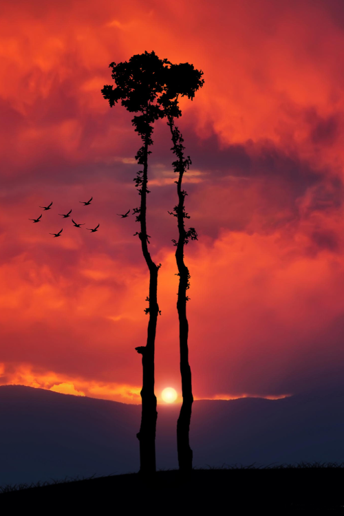 sundxwn:  Kiss oak by Bess Hamiti 