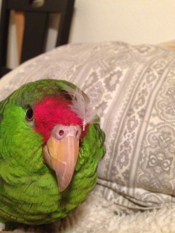 importantbirds:  This is Violet, it’s bedtime