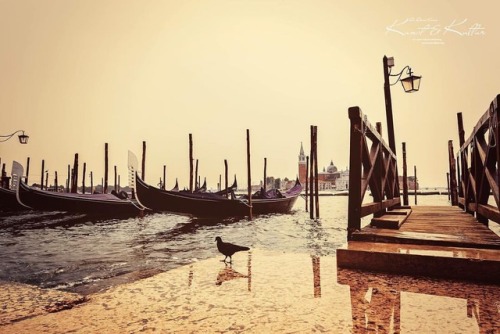 A little dove looking for friends in Venice #venezia...