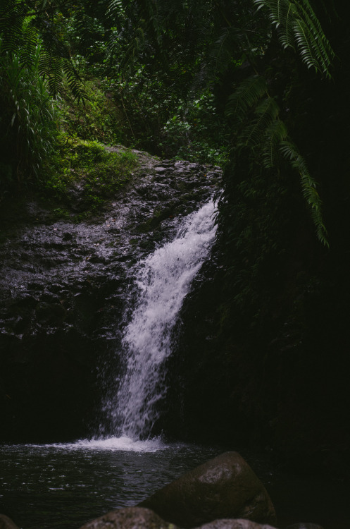 ashleydiscovers: Stumbling through the jungle to find magical waterfalls. insta: @ashleydiscovers