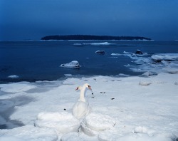 coldletter:  “Swans”, 2002, 98 x 130 cm, c-print on aluminium, ed. 6 Jouko Lehtola