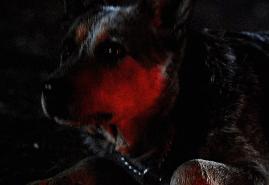 albert-vvesker:DOGS IN HORRORZowie in Pet Sematary II (1992)Bruisie in Eight Legged Freaks (2002)Chips in Dawn of the dead (2004)Gonk in Elvira: Mistress of the Dark (1988)Sam in Dog Soldiers (2002)Bugsy in The Babadook (2014)The Blob (1988)