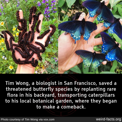 mindblowingfactz:Tim Wong, a biologist in San Francisco, saved a threatened butterfly species by rep
