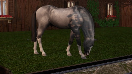 New Stallion 