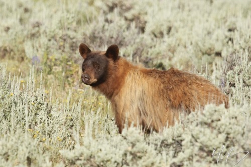 variablejabberwocky: fyanimaldiversity: Morphs of black bear (Ursus americanus)  A mother brown
