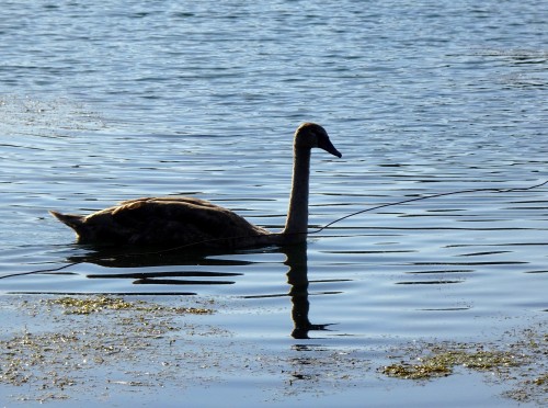 Hamel et ses marais. On y voit des cormorans, des cygnes, des foulques&hellip;