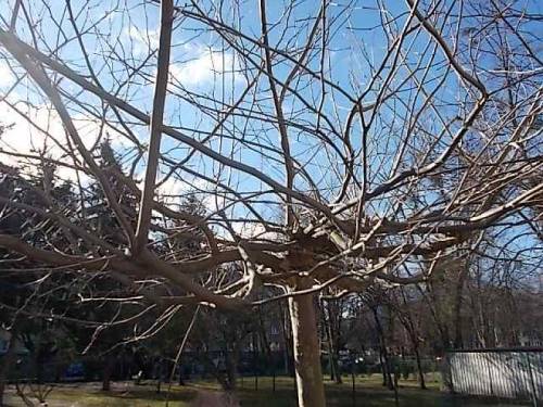 Interesting trees - Wroclaw, Poland.