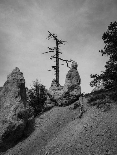 cysewski:Bryce National Park