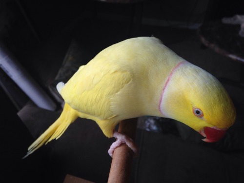 trepanties:He’s been making the sweetest faces at me for the past half an hour but of course h