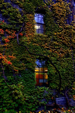 outdoormagic:  (University of Toronto by