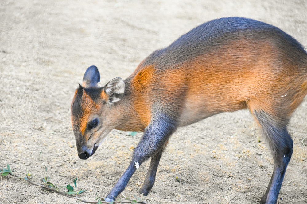 Red-flanked duiker (Cephalophus rufilatus) - Quick facts