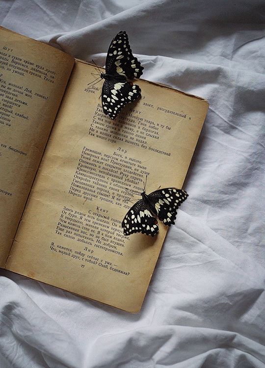 papilio demoleus! my favourite butterfly, so tiny and cute, we became friends
our cinemagraphs on instagram: @kitchenghosts