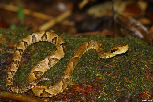 Todays Snake Is:The Jararaca (Bothrops jararaca) is a venomous species native to Argentina, Brazil, 