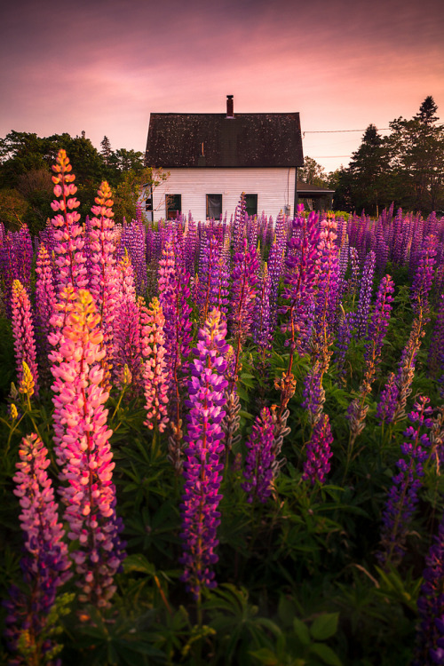 drxgonfly: Lupine Cottage (by Nate Parker Photography)