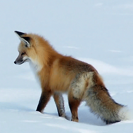 Lesbian Fox