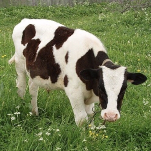 nepptune: cow appreciation post 🐮💗🐄
