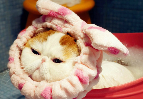 fuckyeahchinesefashion:Hong Xiaopang(红小胖), literally red-little-chubby, also known as the Snoopy cat in English, lives a happy life in Chengdu, China.