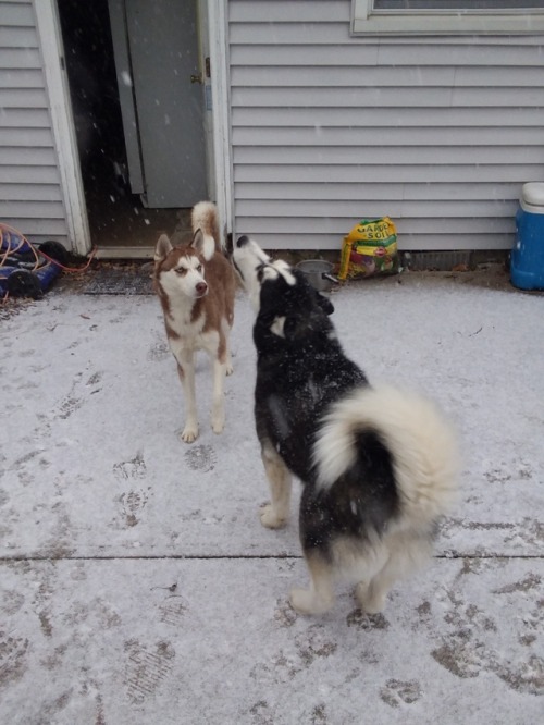 It was the pups first snow the other day! We didn’t even get an inch, hopefully they’ll 