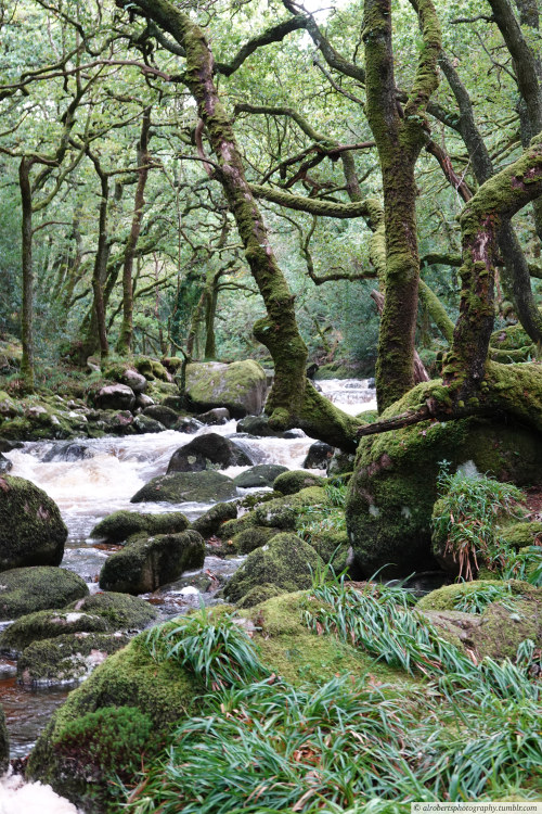 alrobertsphotography:River Plym, Dewerstone Woods, Dartmoor UK