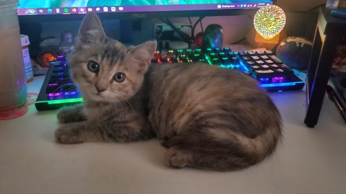 Excuse Me Babygirl I Am Trying To Work