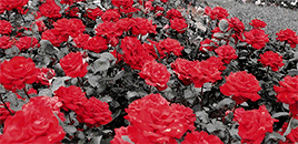 ewatson:  When in doubt wear red