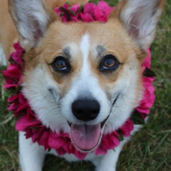 hawaiianwelshcorgis:  Condensed version of the photo shoot.  Pua Anoush starts off wearing the lei but ends up rolling in the flowers. 