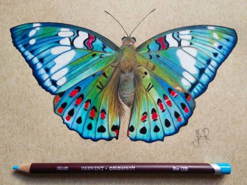 Euthalia Lubentina #pencildrawing #pencilart #traditionalart #recycledpaper #butterfly #gaudybaron #